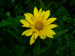 Heliopsis scabra med blixt 070722.